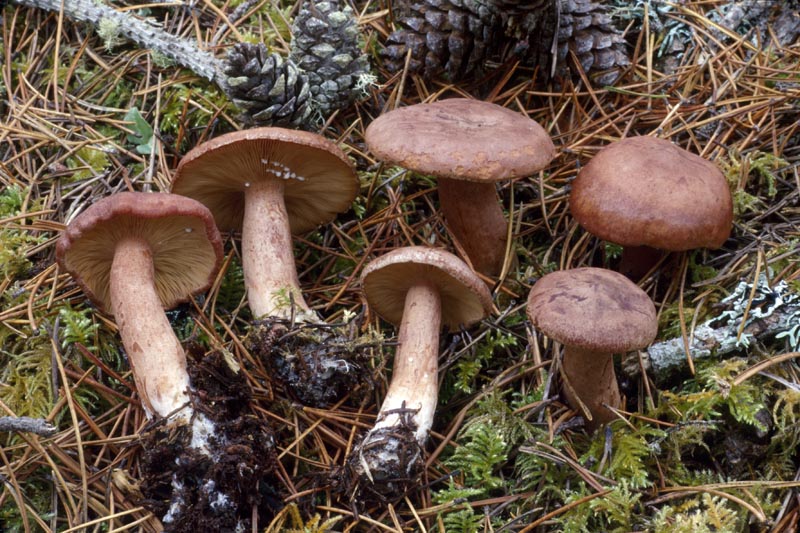 Lactarius rufus